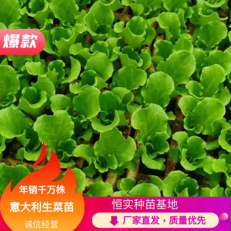 无病无害，量大从优，厂家直发，欢迎来电采购！