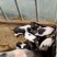 小香猪
