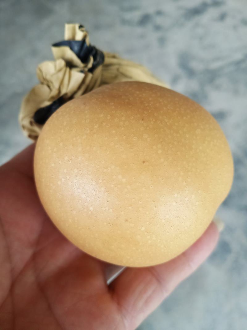 晚秋黄梨新高梨个大口感脆甜皮光滑量大诚信对接批发商