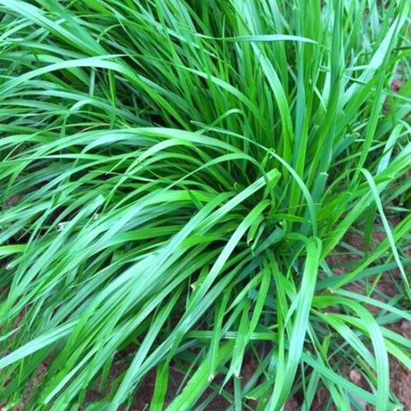 黑麦草种子多年生黑麦草养殖的好牧草营养价值高耐寒秋冬牧草