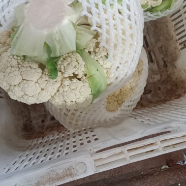 有机花