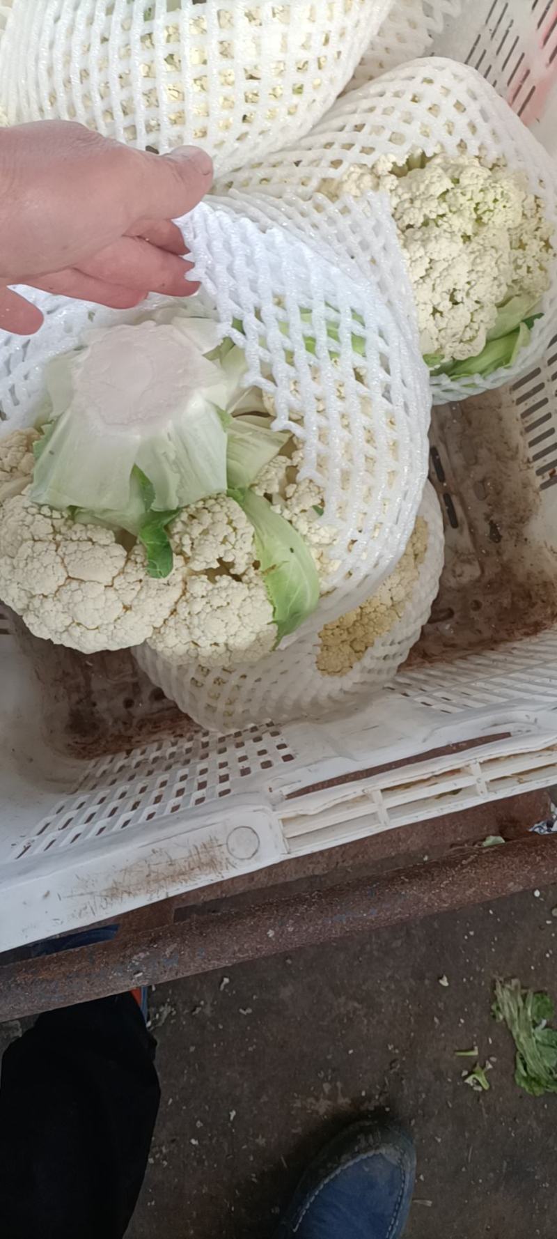 有机花