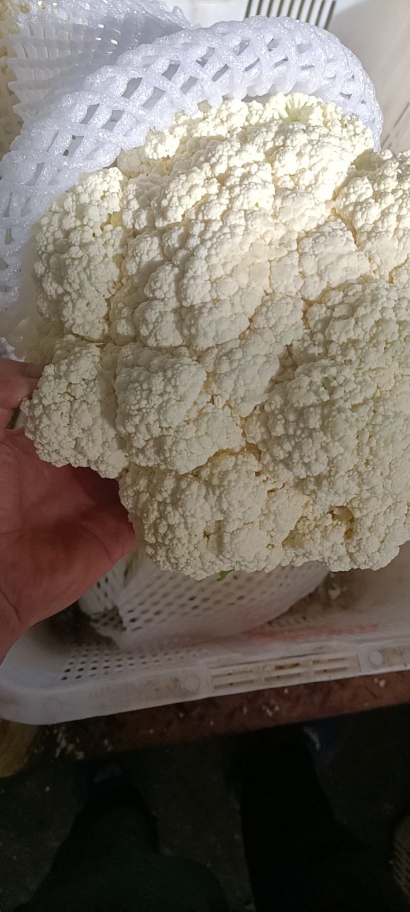 有机花