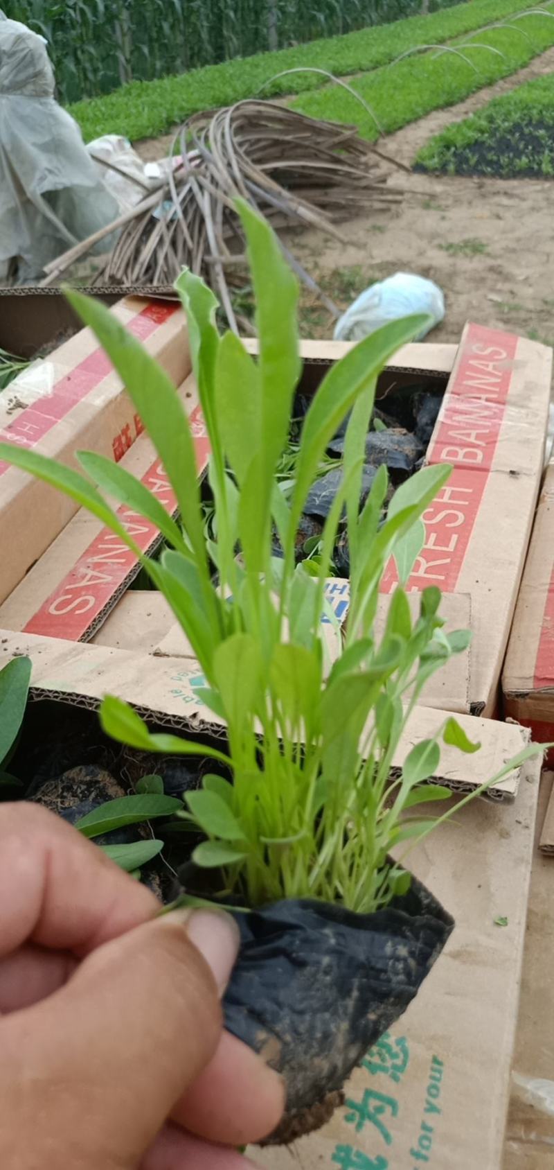 高品质金鸡菊大花金鸡菊现货发货中根系好欢迎咨询