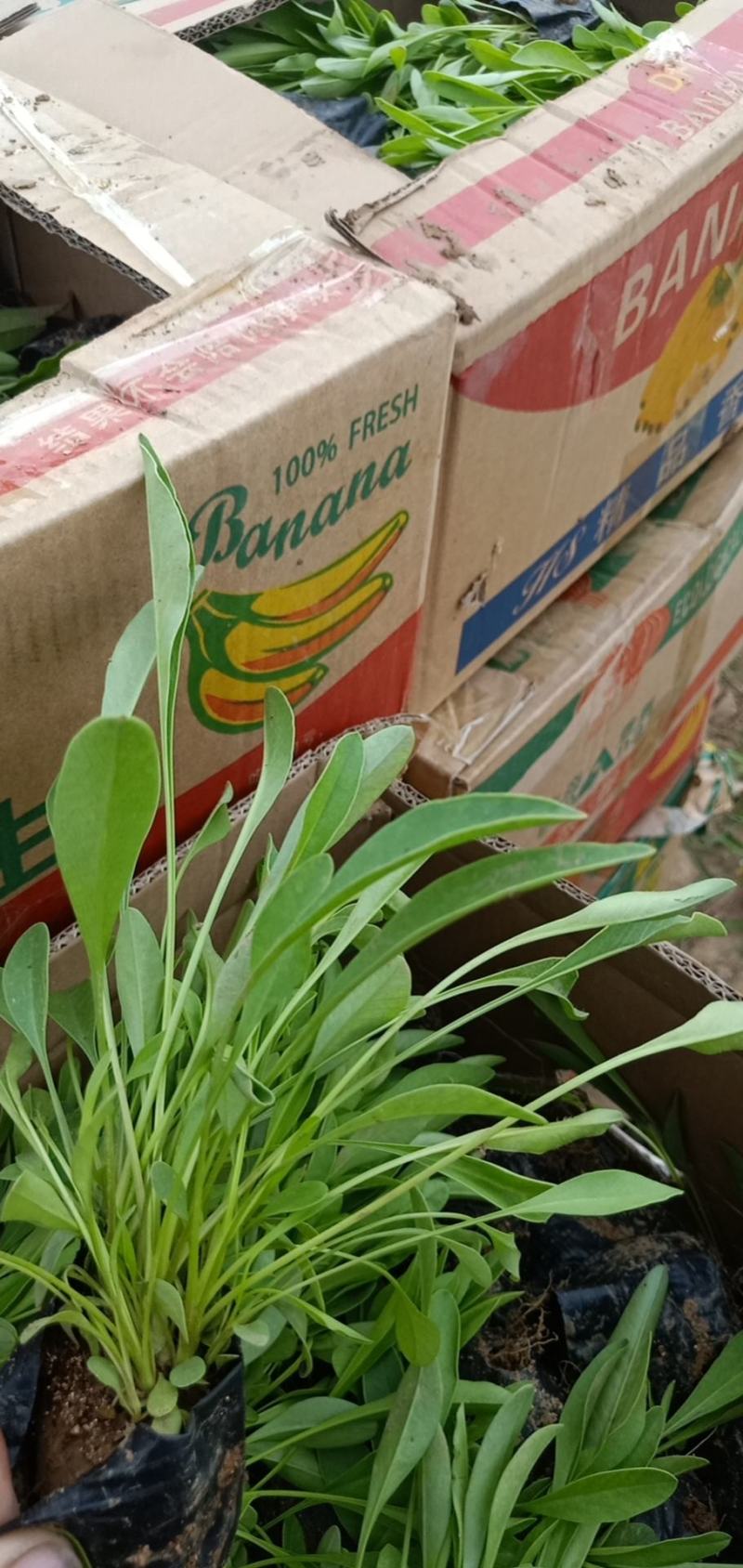 高品质金鸡菊大花金鸡菊现货发货中根系好欢迎咨询
