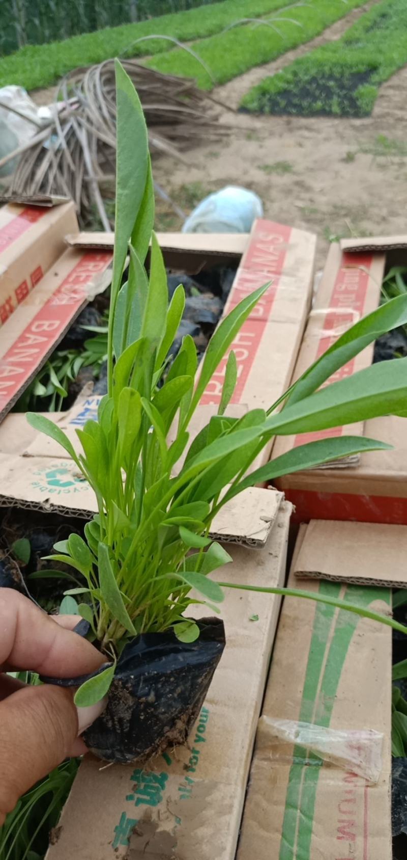 高品质金鸡菊大花金鸡菊现货发货中根系好欢迎咨询