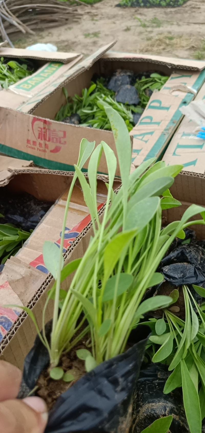 高品质金鸡菊大花金鸡菊现货发货中根系好欢迎咨询