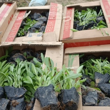高品质金鸡菊大花金鸡菊现货发货中根系好欢迎咨询