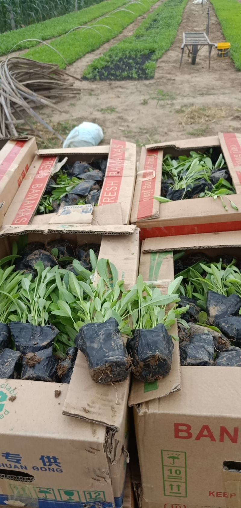 高品质金鸡菊大花金鸡菊现货发货中根系好欢迎咨询