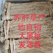 韶关养肝草种植户，质量干度保证，自种自加工厂长年现挖现卖