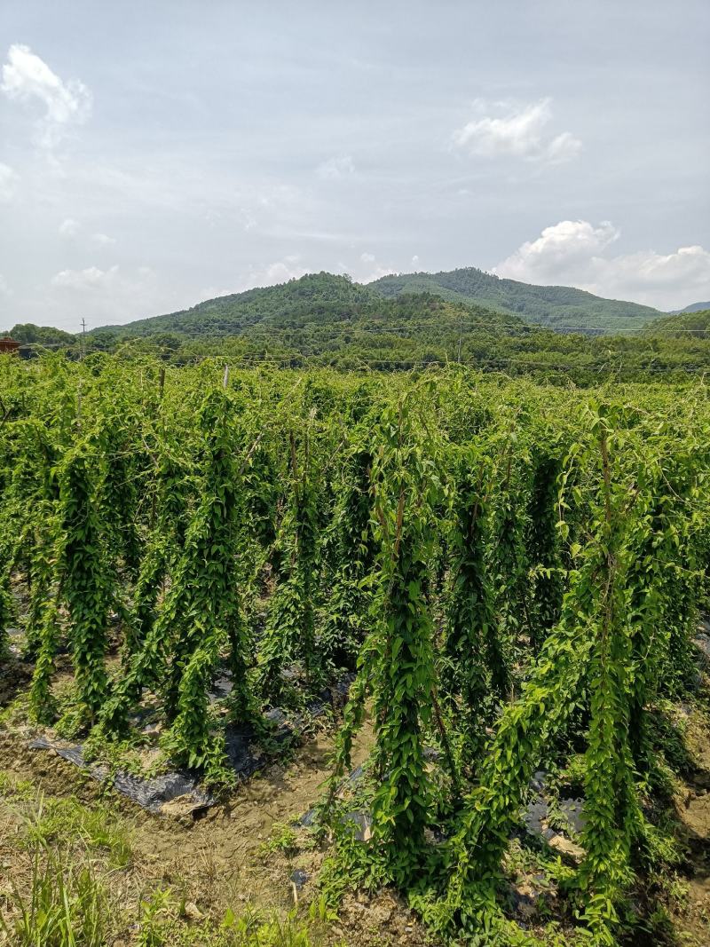 韶关养肝草种植户，质量干度保证，自种自加工厂长年现挖现卖