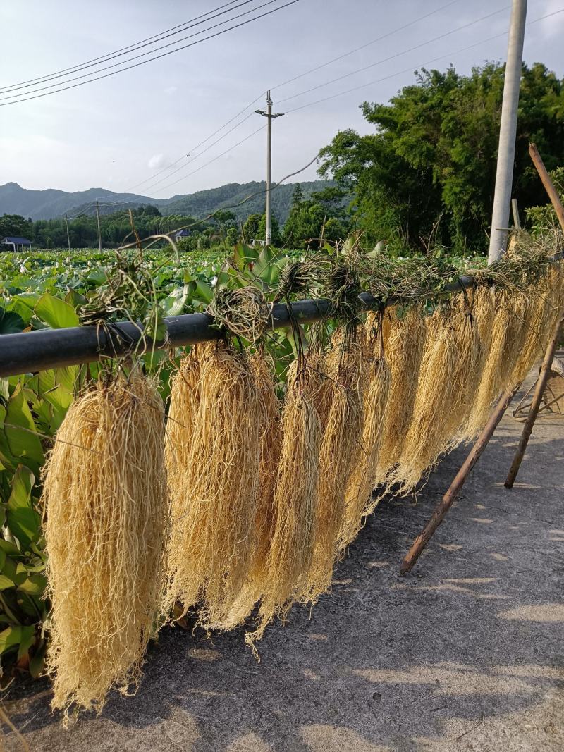 韶关养肝草种植户，质量干度保证，自种自加工厂长年现挖现卖