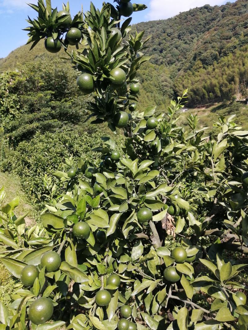 福建南平顺昌：《特早大丰，思文》