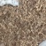 黄精