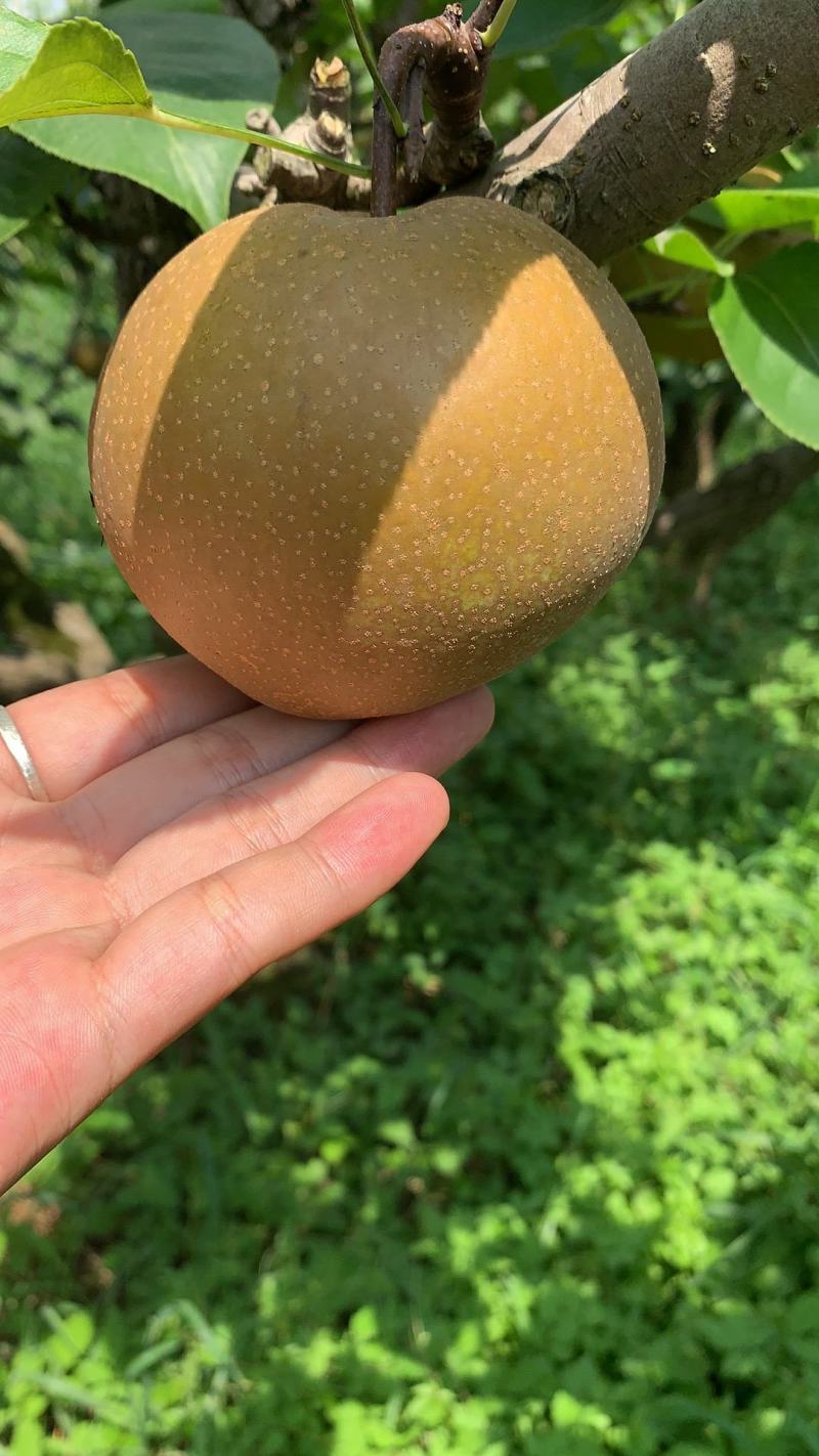 百里洲黄花梨量大质优24小时在线服务欢迎咨询订购