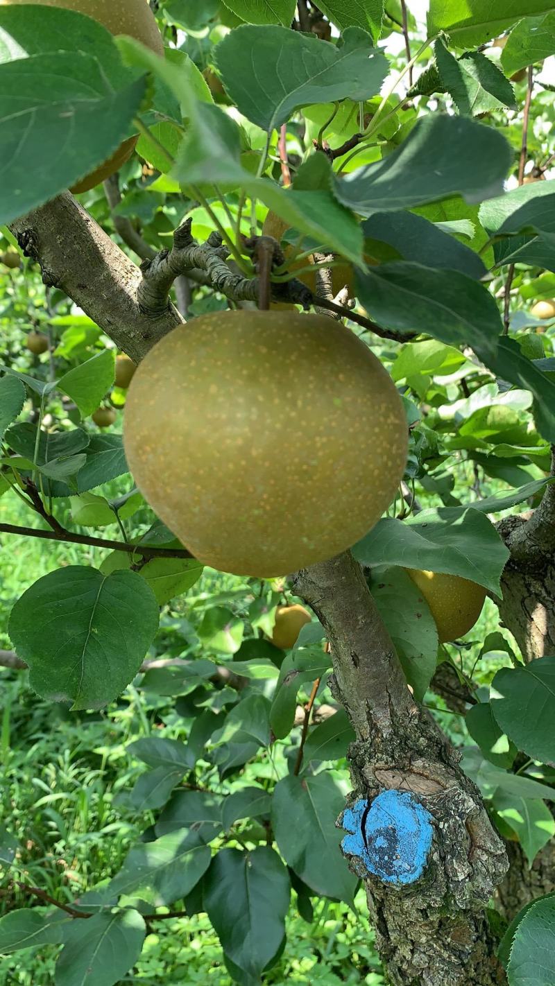百里洲黄花梨量大质优24小时在线服务欢迎咨询订购