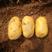 辽宁省锦州市精品个品种各种重量土豆（品质保障，信誉第一）