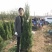蜀桧