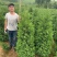 蜀桧