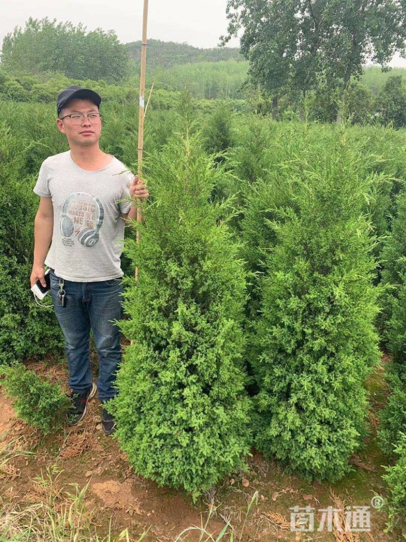蜀桧
