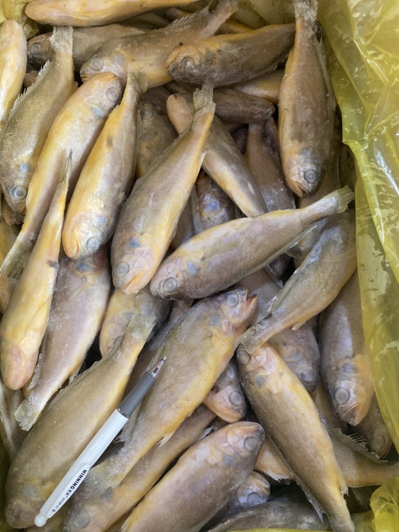 2/4黄鱼，4/6黄鱼，工厂直销
