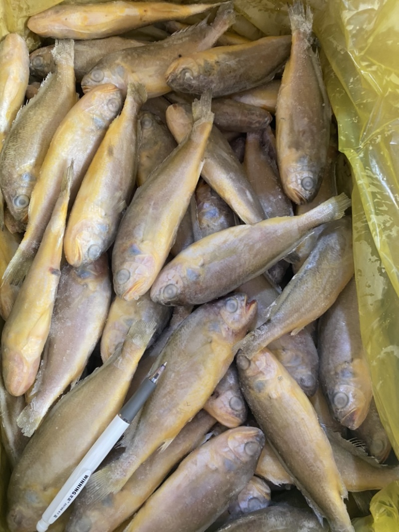2/4黄鱼，4/6黄鱼，工厂直销