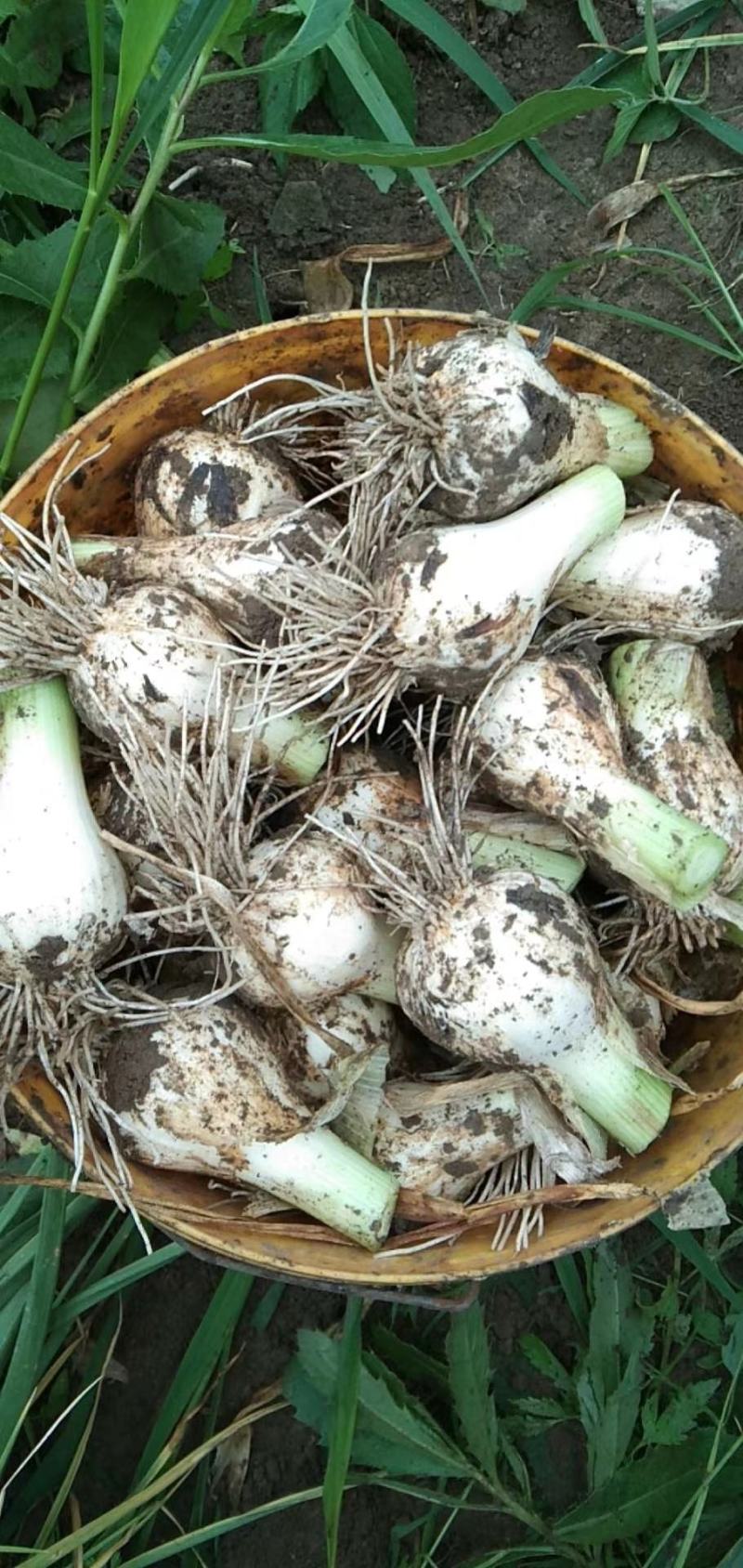 青蒜头大量上市，优质货源，店长优选，支持视频看货