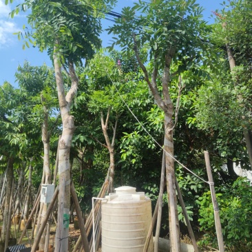 15分骨架3叉起还有各种规格保证质量严守把关货到出现