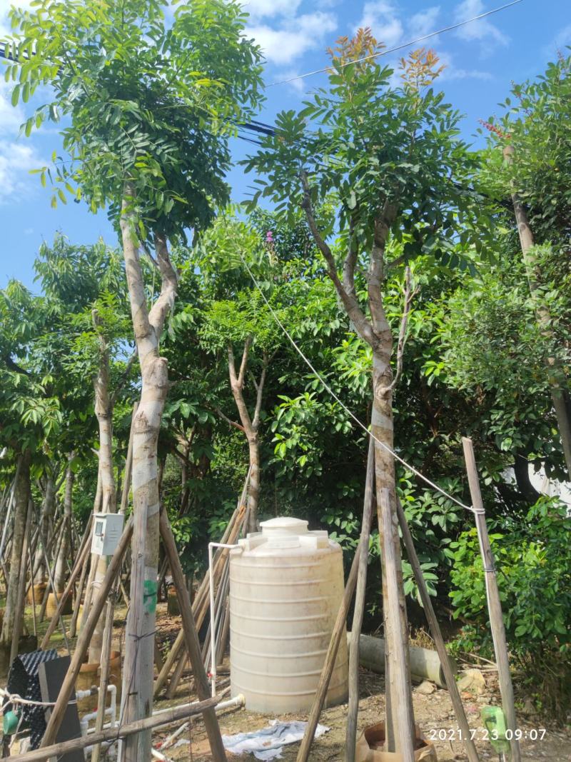 15分骨架3叉起还有各种规格保证质量严守把关货到出现