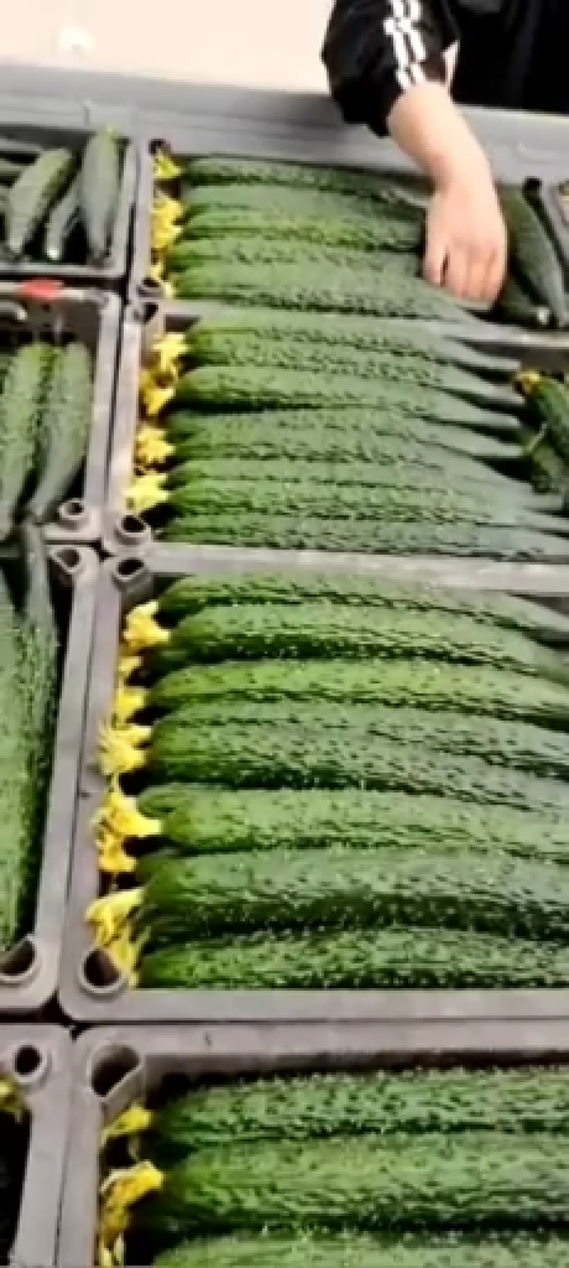 黄瓜，水黄瓜，黑刺，大量上市，产品同优，