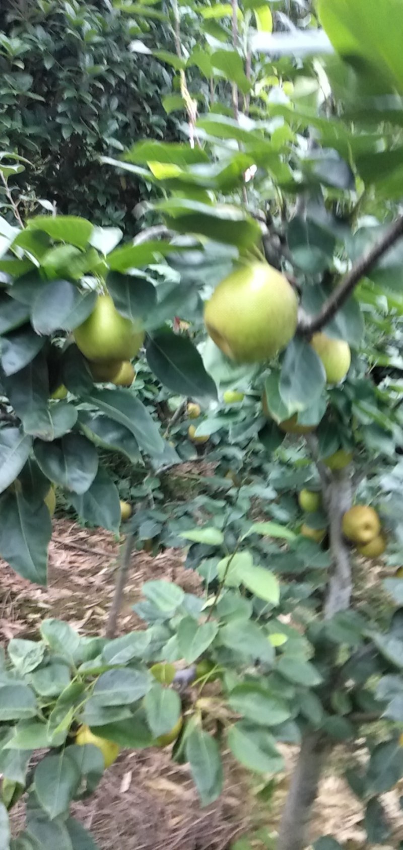苍溪特产黄金梨，产地直销，商超品质，欢迎联系看货
