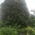 桂花树