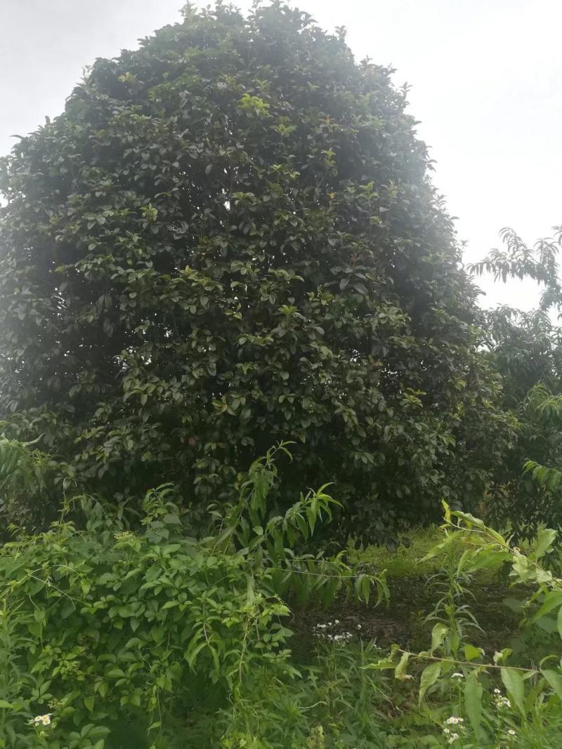桂花树