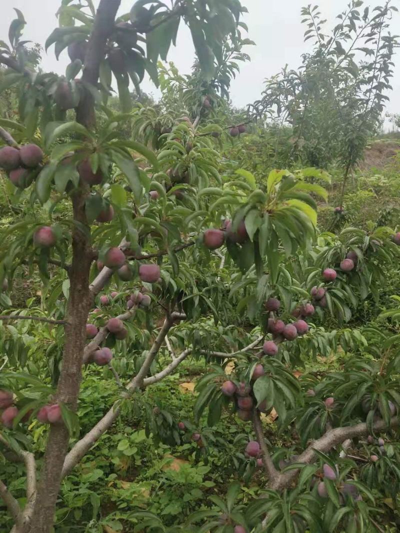 四川精品脱骨李子脆红李大量上市，口感甜果均匀量大从优！