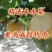 2024山东冠县丰水梨基地，口感脆甜，可对接电商供应链