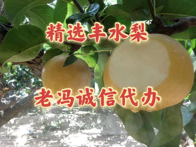 2024山东冠县丰水梨基地，口感脆甜，可对接电商供应链