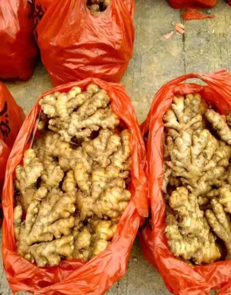 小黄姜产地直售全国发货保证质量价格低