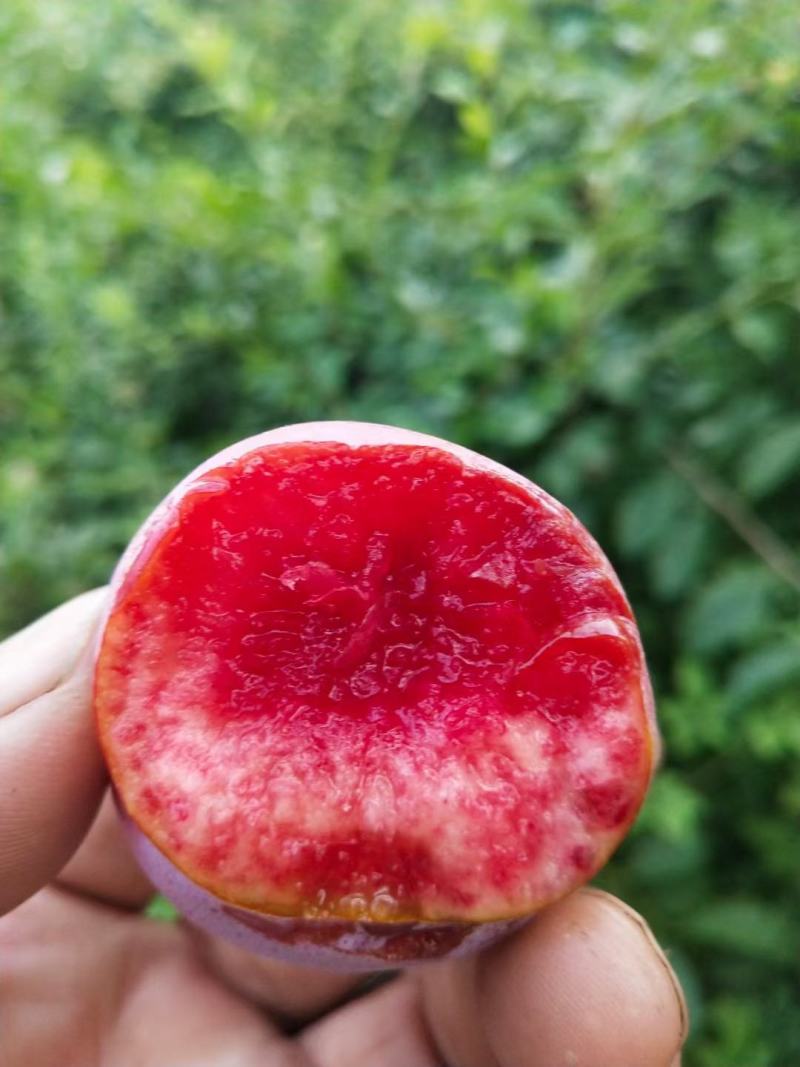 湖北省宜城市小芙蓉李大量上市红肉口感好一手货源