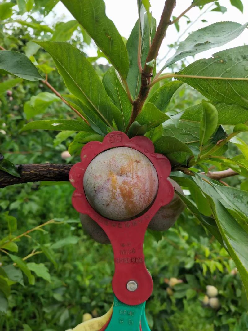 湖北省宜城市小芙蓉李大量上市红肉口感好一手货源