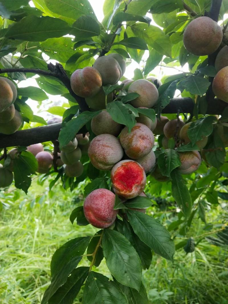 湖北省宜城市小芙蓉李大量上市红肉口感好一手货源
