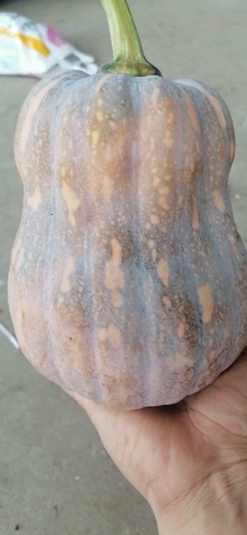 金香南瓜，千亩基地有要的老板欢迎来电或留言，