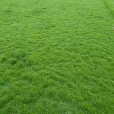 马尼拉草