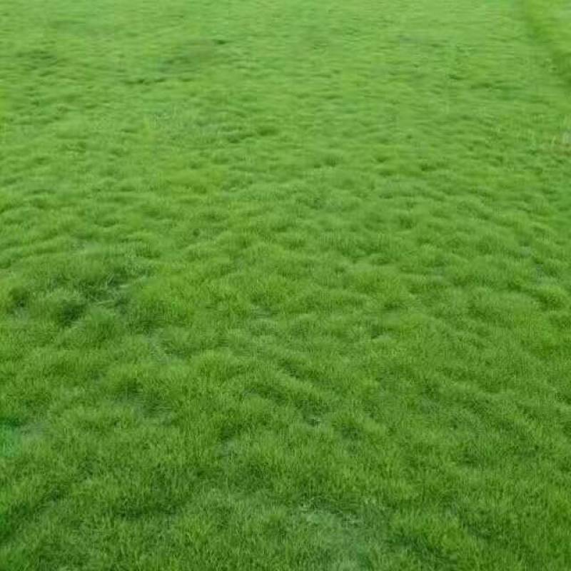 马尼拉草