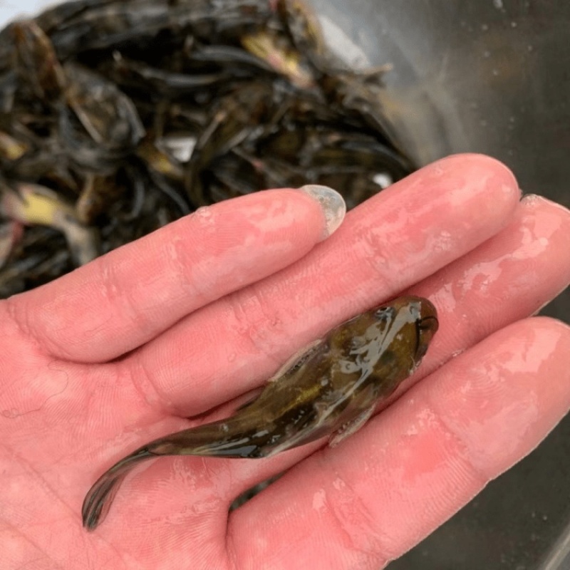 黄骨鱼苗黄颡鱼苗黄拉丁鱼苗黄丫头鱼苗昂刺鱼苗