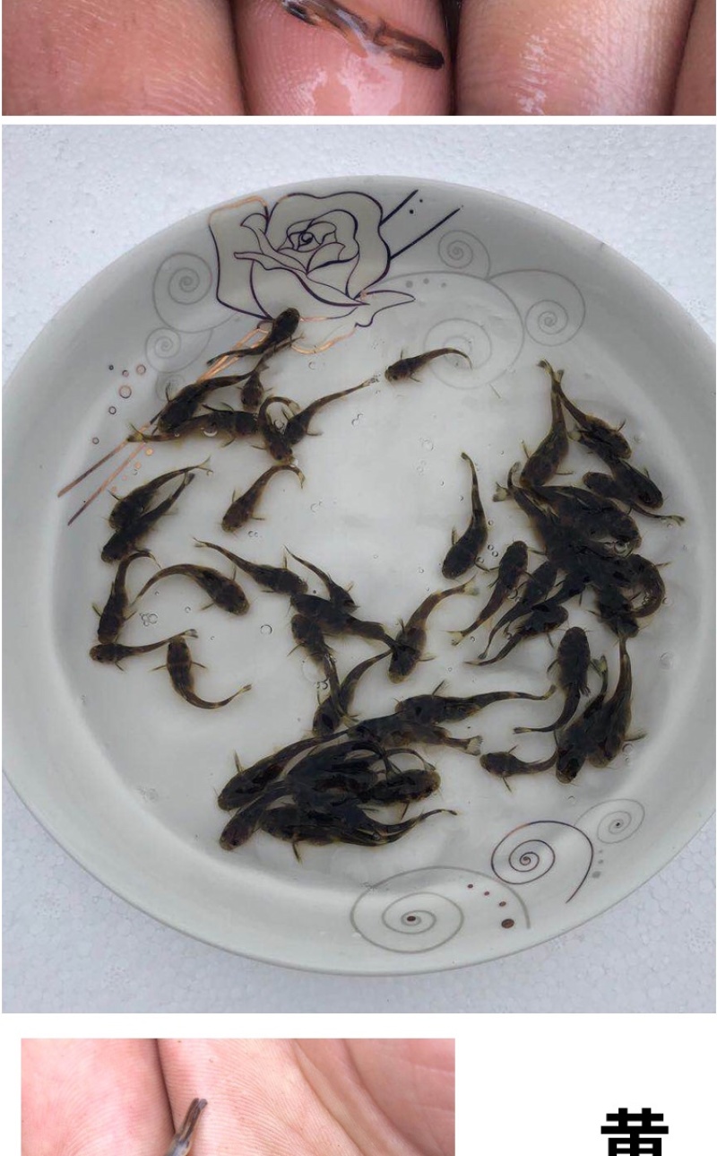 黄骨鱼苗黄颡鱼苗黄拉丁鱼苗黄丫头鱼苗昂刺鱼苗