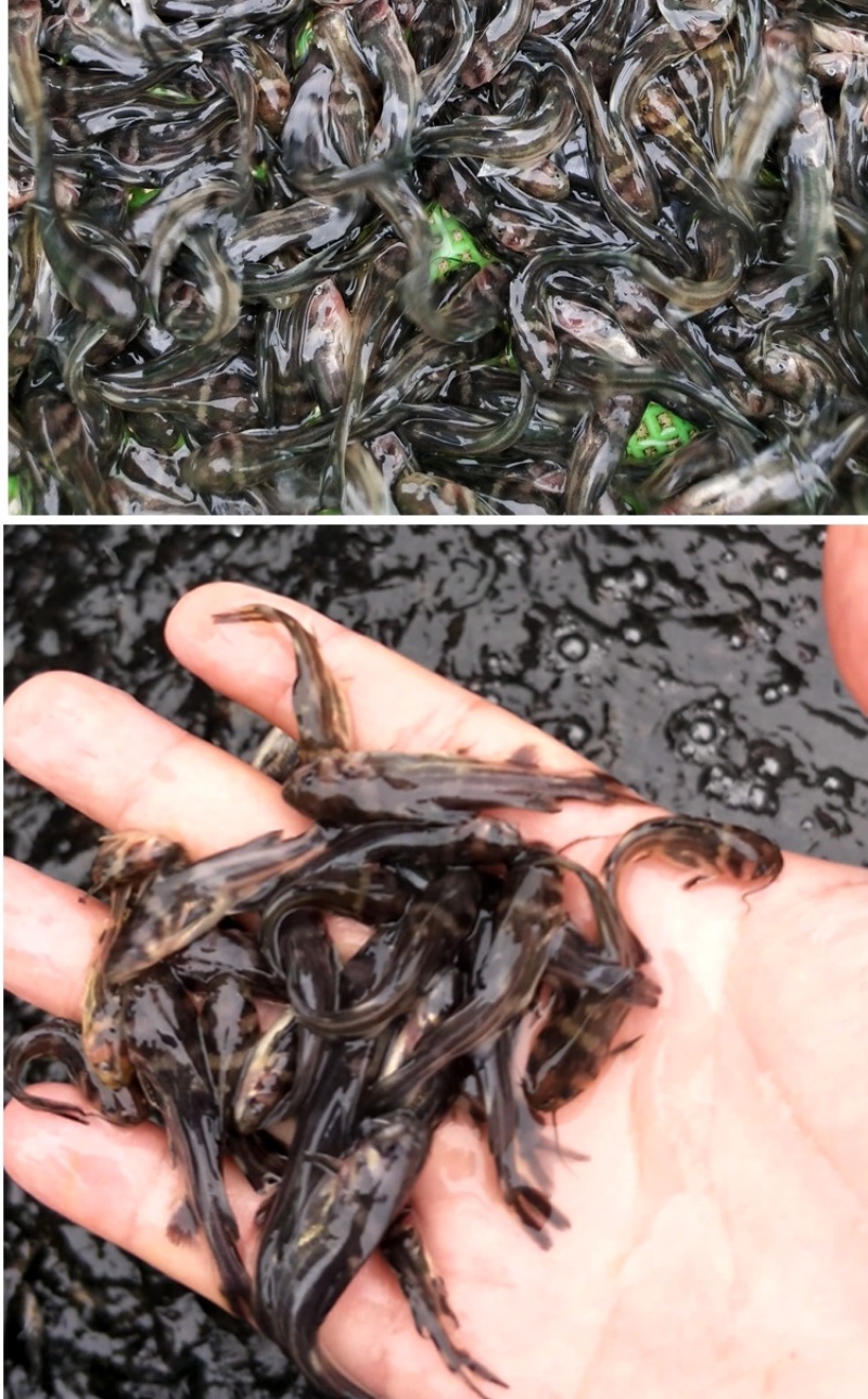 黄骨鱼苗黄颡鱼苗黄拉丁鱼苗黄丫头鱼苗昂刺鱼苗