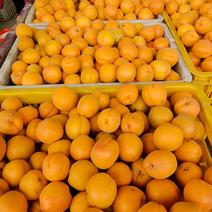 山东省枣庄市金太阳杏，口感香甜，产地直销，保质保量