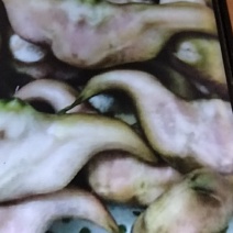 菱角