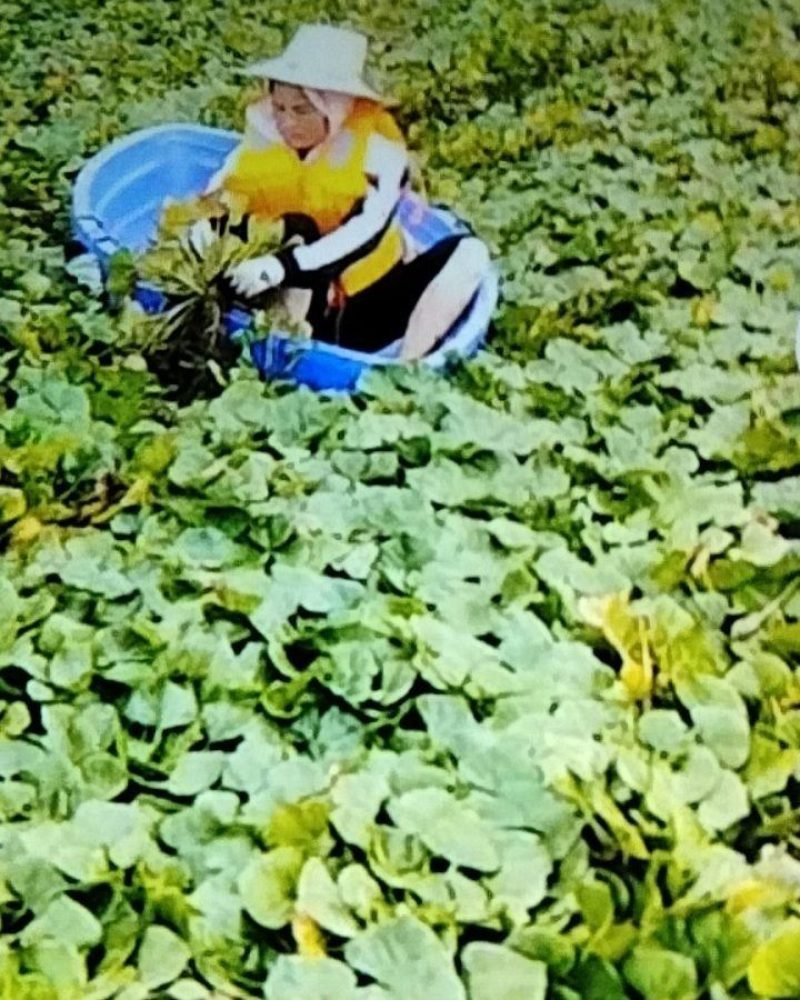 菱角