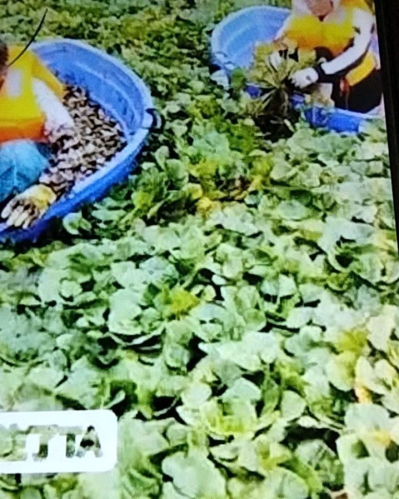 菱角